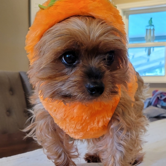 2X Host Pick 🐶🥰🐕 Dog Pumpkin Halloween Costume XS - Picture 10 of 16